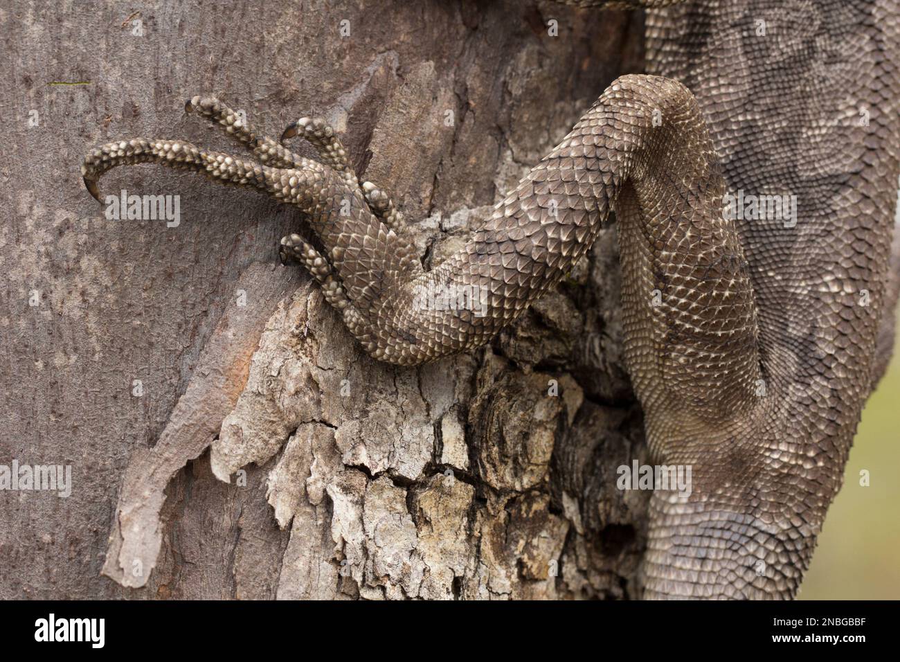 La gamba posteriore di un Lizard fritto (Chlamydosaurus kingii) Bundaberg Australia Foto Stock