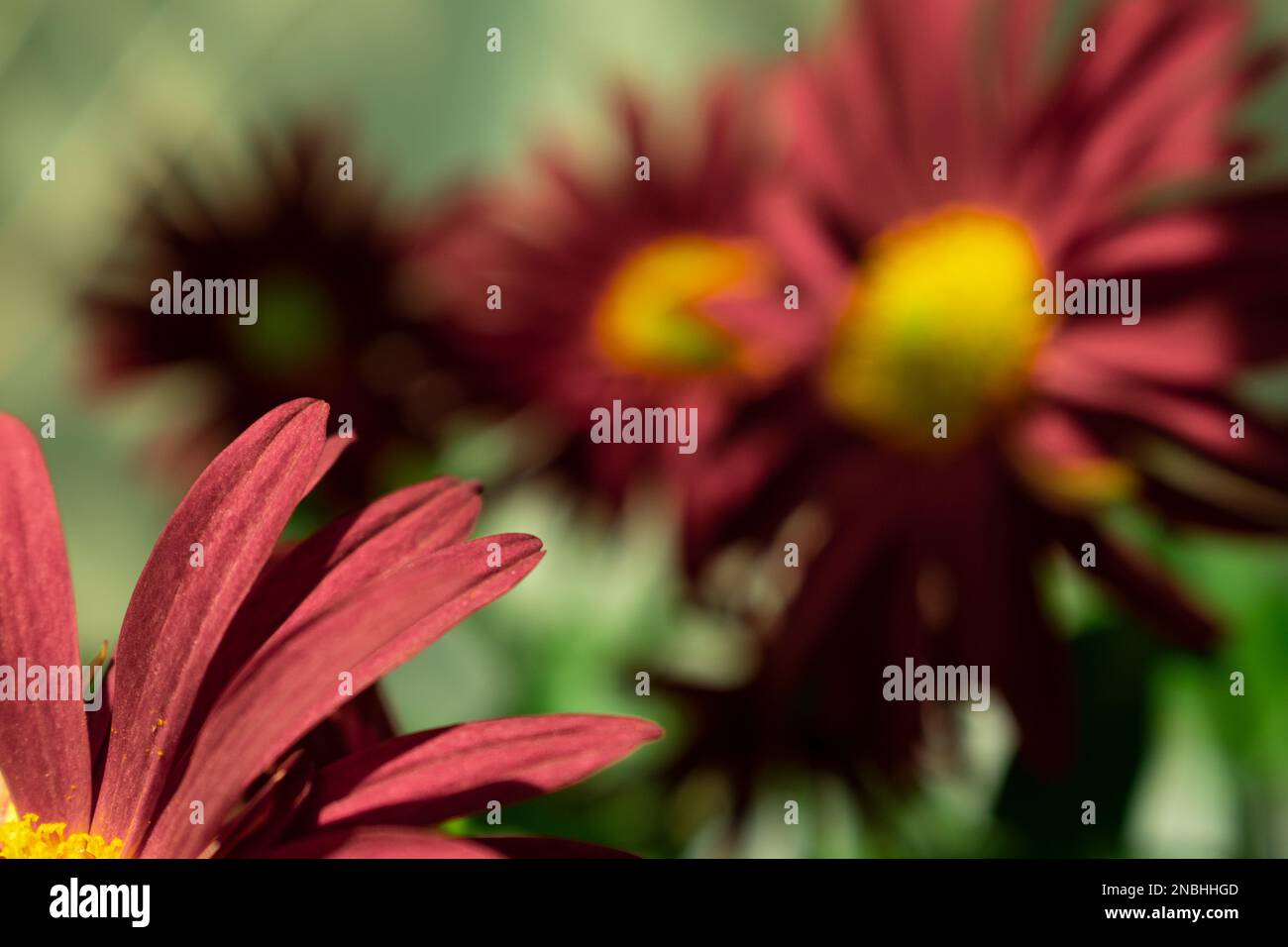 splendidi fiori gialli e rossi o viola da vicino Foto Stock