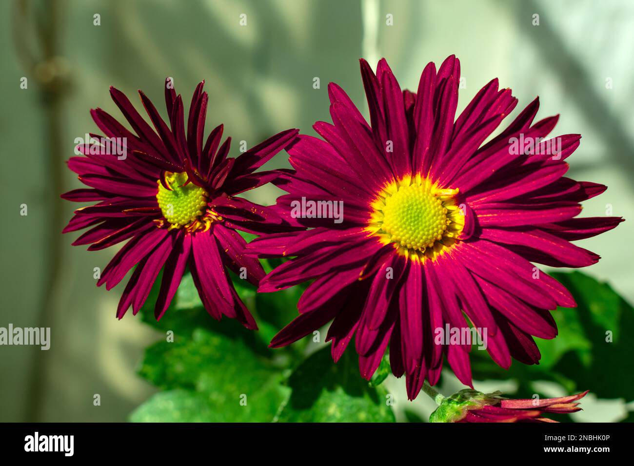 splendidi fiori gialli e rossi o viola da vicino Foto Stock