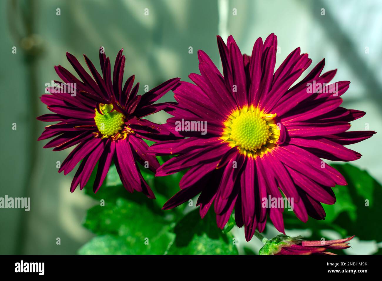 splendidi fiori gialli e rossi o viola da vicino Foto Stock