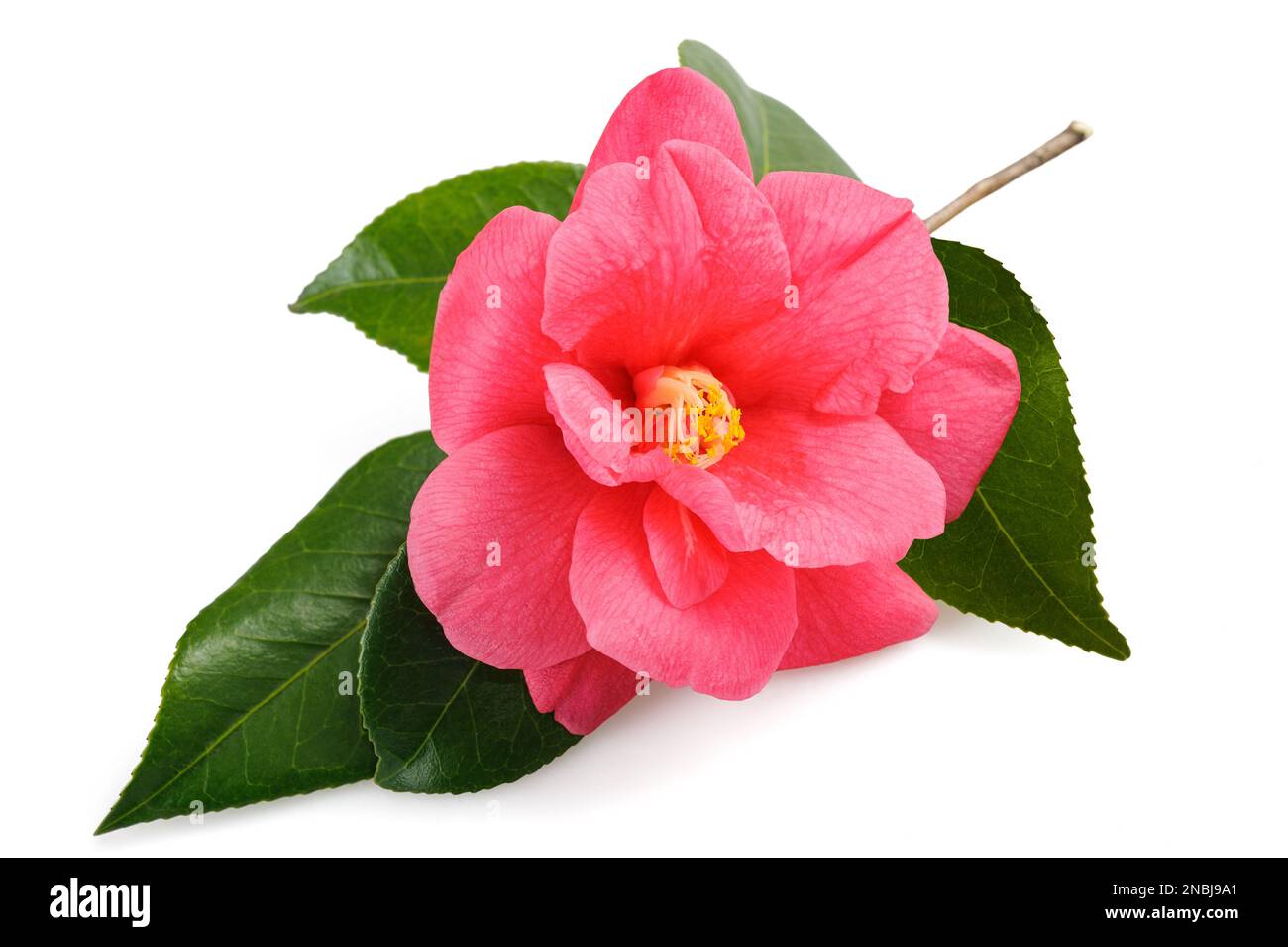 Ramo Camellia con fiore rosa isolato su sfondo bianco Foto Stock