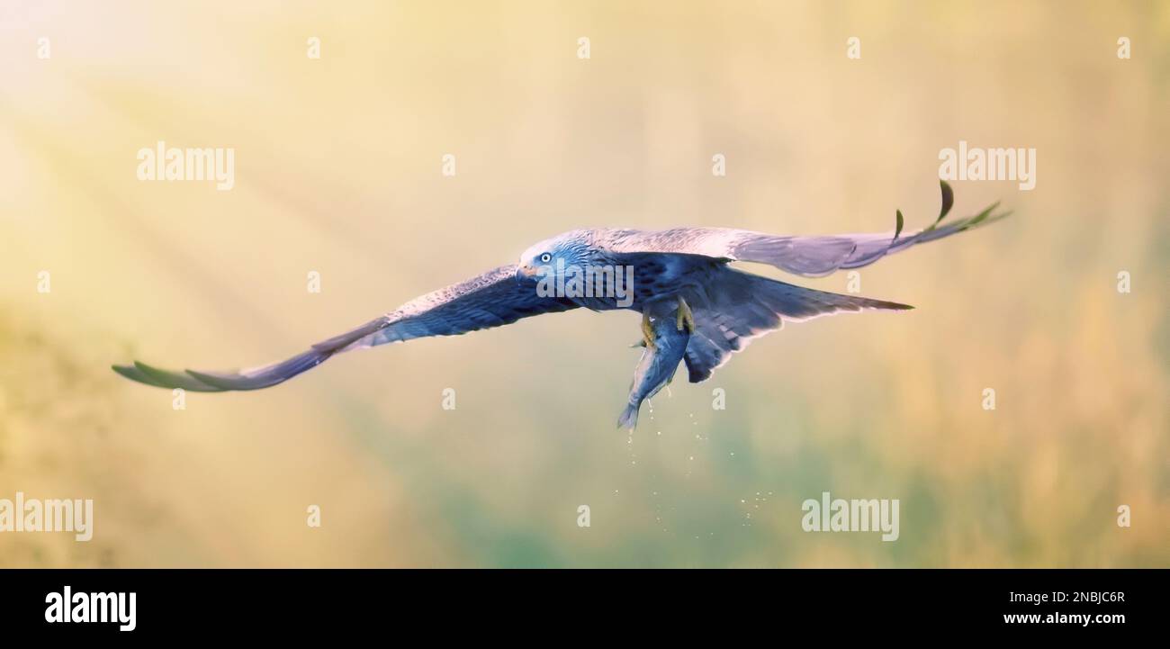 Un Red Kite Milvus Milvus uccello che vola via con un grande pesce appena catturato dal mare Red Kite, la migliore foto, raggi di sole. Foto Stock