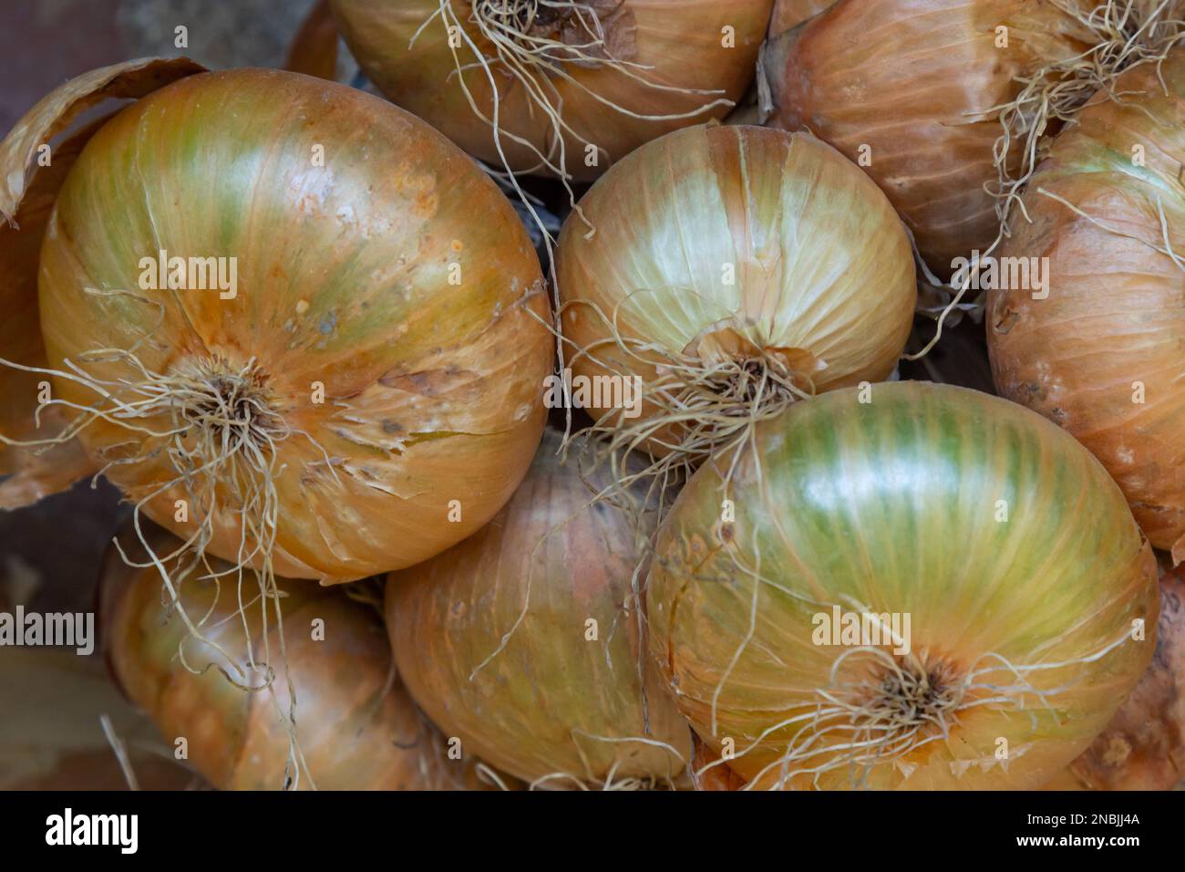 Raccolto. Mazzetti le cipolle vengono essiccate in un fienile del villaggio. Foto Stock