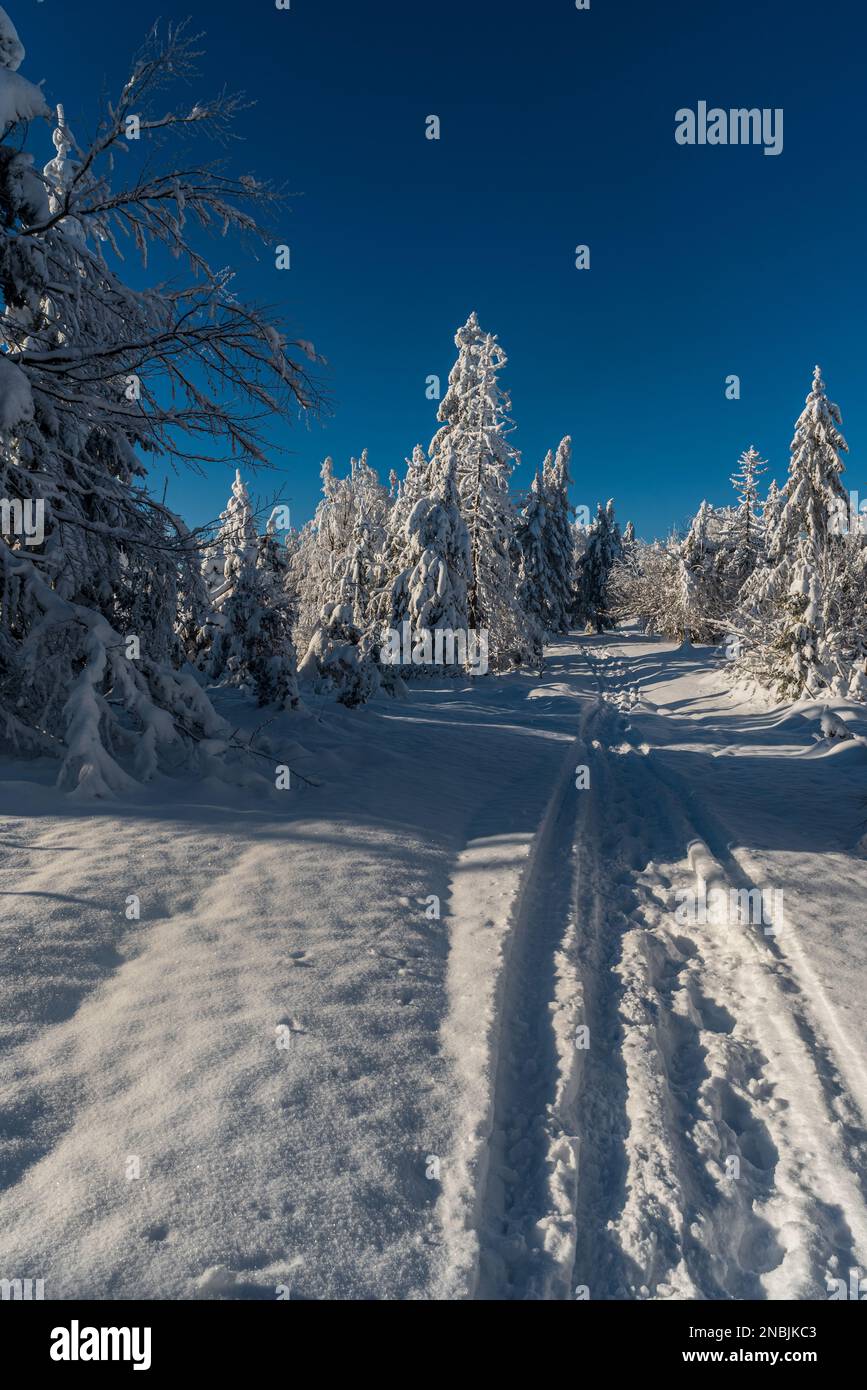 Paesaggio invernale con sentiero innevato, alberi congelati e cielo limpido sopra in Kysucke Beskydy montagne sui confini slovacchi - polacco Foto Stock