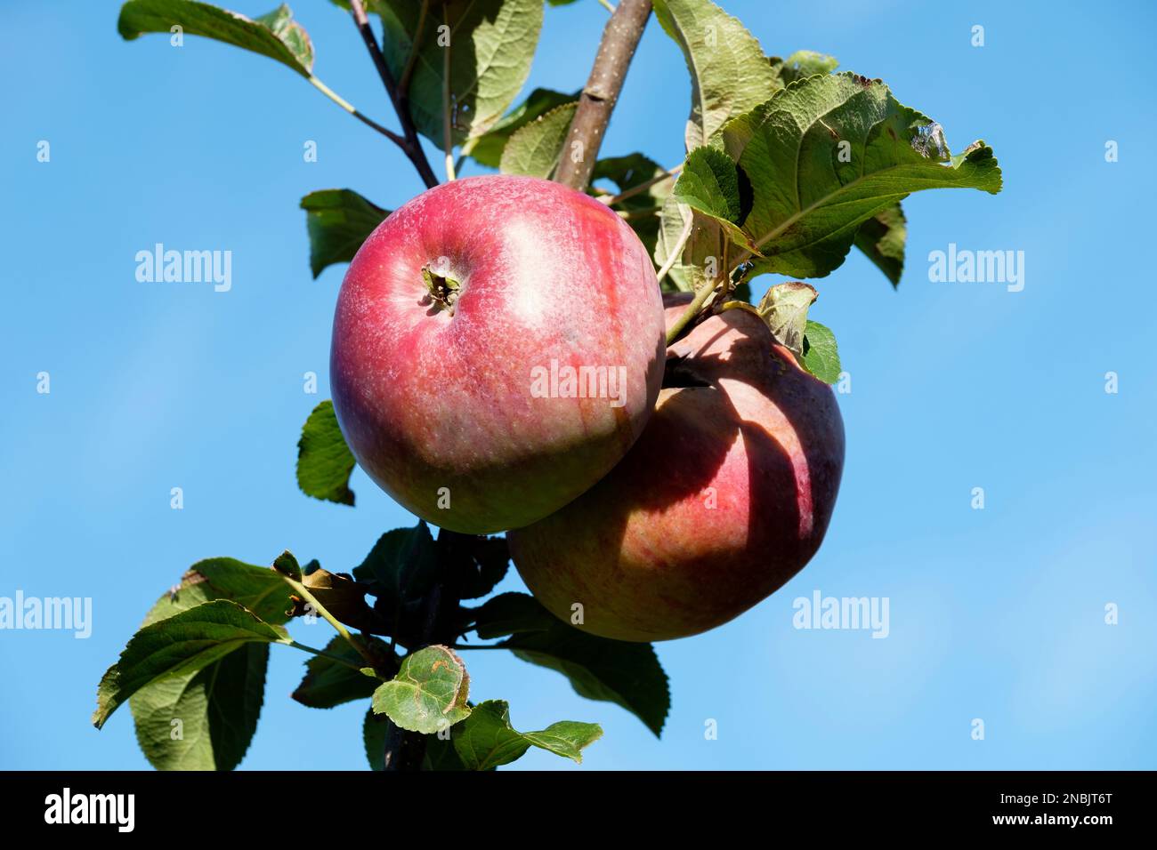 Malus domestica Howgate Wonder, bassa stagione, coltivazione pesante, grande mela inglese da cucina Foto Stock