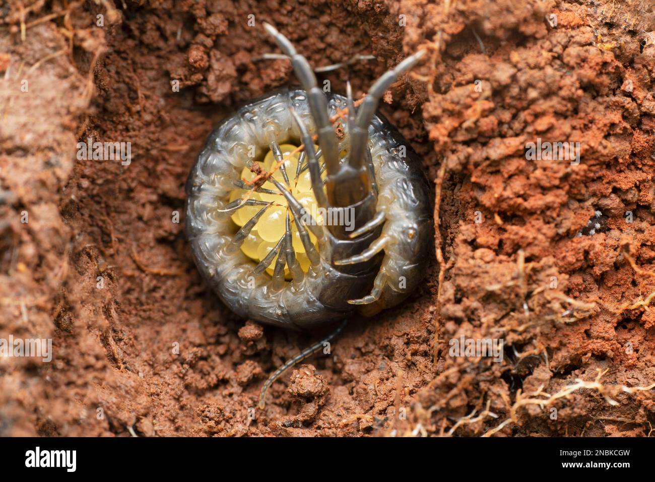 Centipede che protegge le sue uova, Scologendra hardwickei, Satara, Maharashtra, India Foto Stock