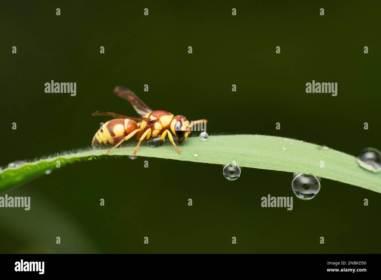 Carta rossa Wasp, Ropalidia marginata, Satara, Maharashtra, India Foto Stock