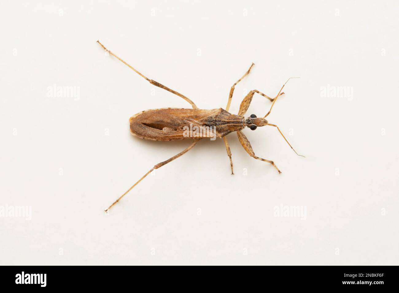 Ciccio di assassino marrone, Pnirontis modesta, Pune, Maharashtra, India Foto Stock