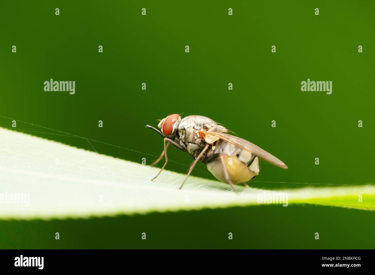 HORN fly, Haematobia Irritans, Satara, Maharashtra, India Foto Stock