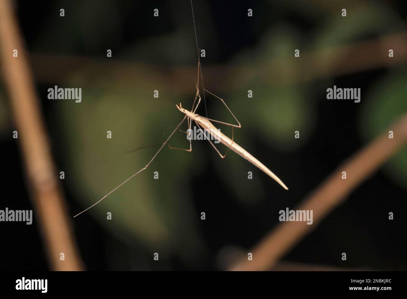 Filo come pettine ragno piede, Ariamnes colubrinus, Satara, Maharashtra, India Foto Stock