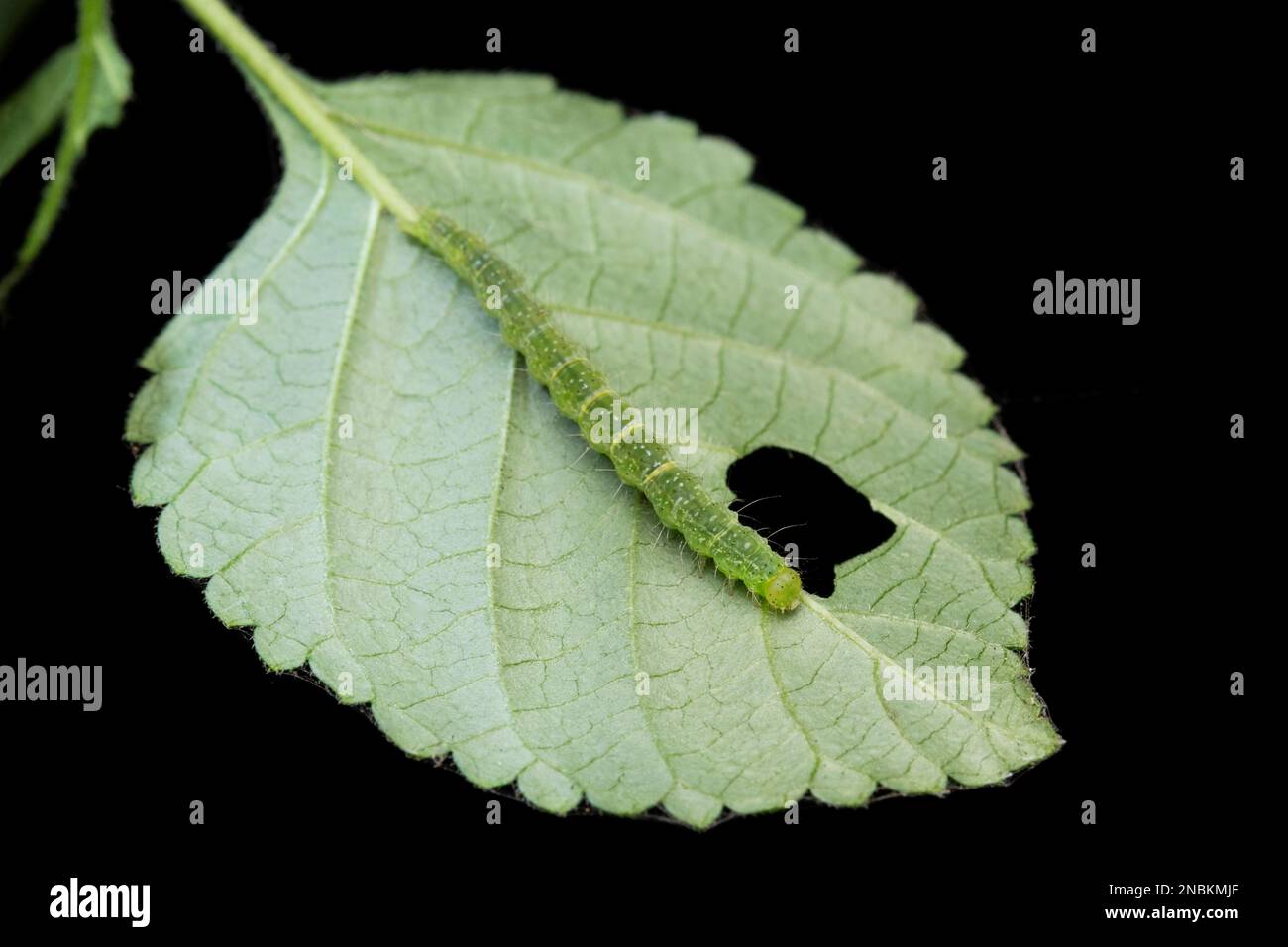 Caterpillar of a Moth, Hypena proboscidalis, Satara, Maharashtra, India Foto Stock