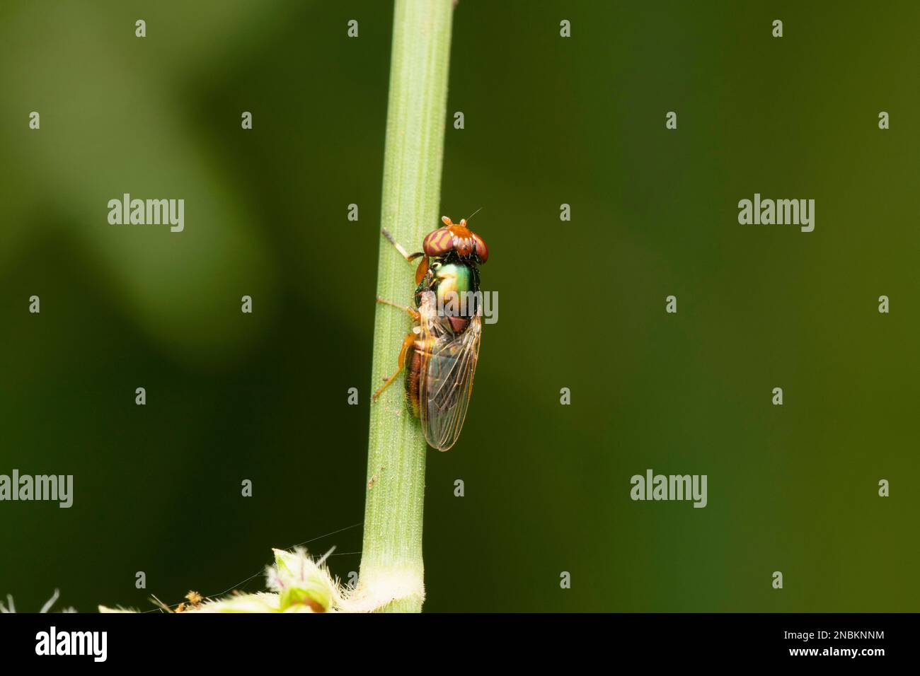 Metallic Soldier Fly Dorsal view, Microcrysa polita Satara, Maharashtra, India Foto Stock