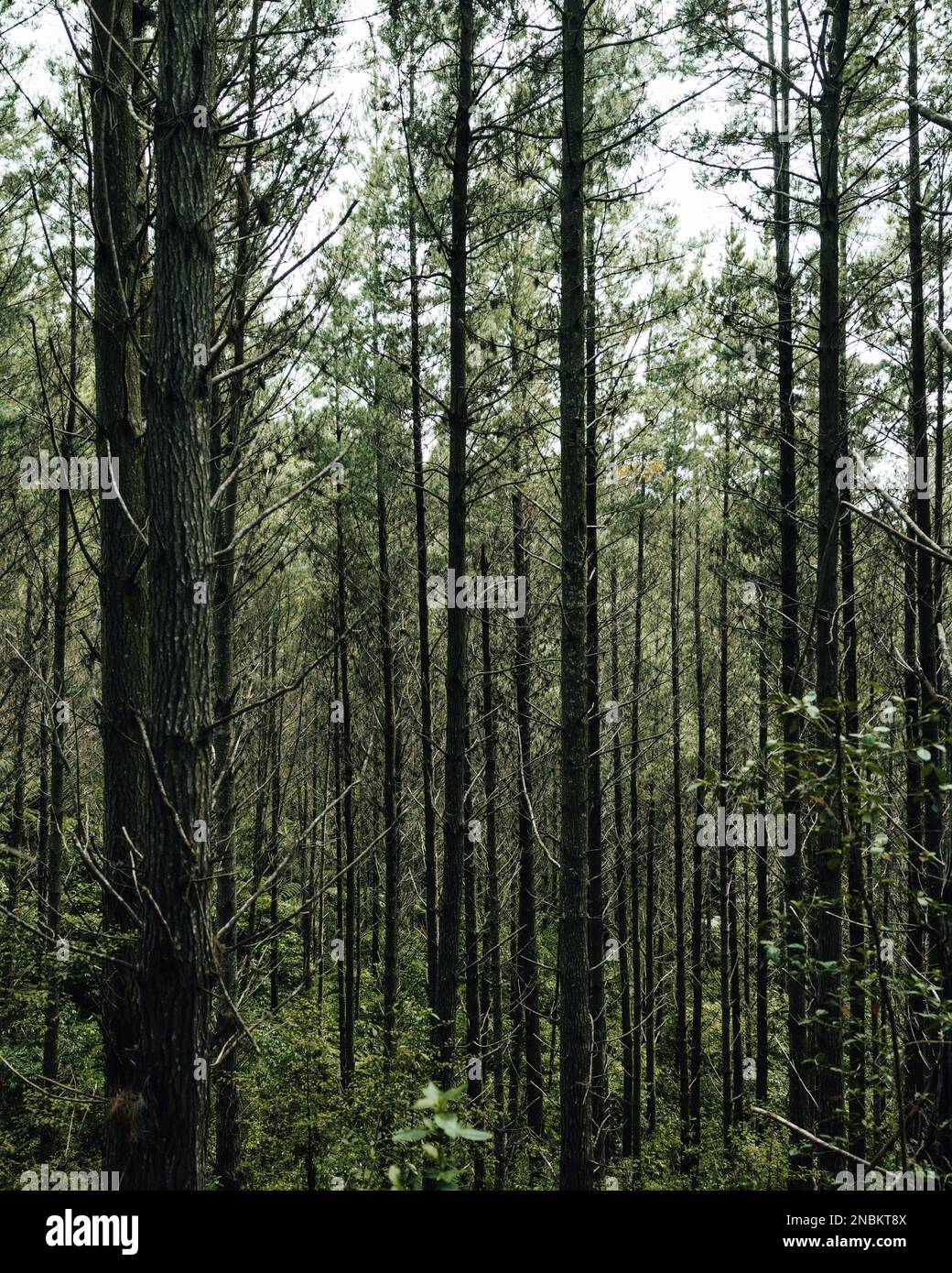 Per quanto l'occhio possa vedere, una fitta foresta di alberi torreggianti si estende verso il cielo. Foto Stock