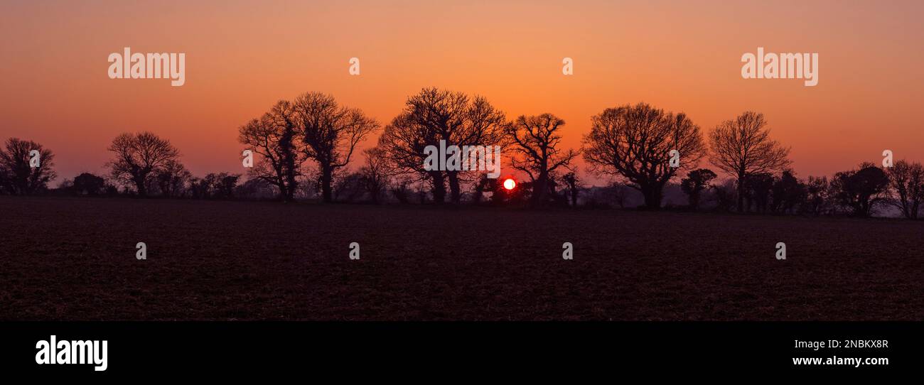 Tramonto sul campo hedgerow con Oaks Southrepps Norfolk UK Winter Foto Stock
