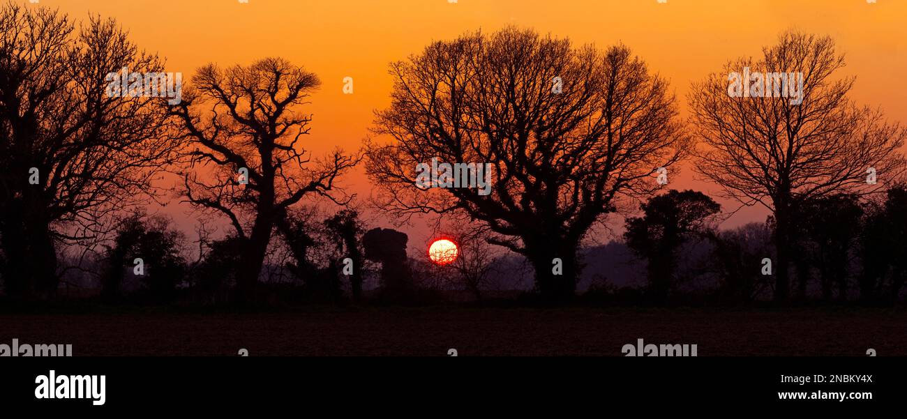 Tramonto sul campo hedgerow con Oaks Southrepps Norfolk UK Winter Foto Stock