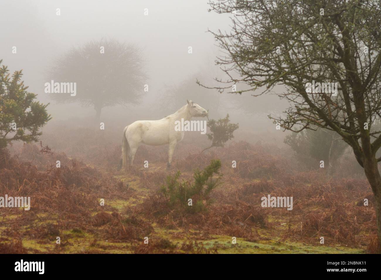 Cavallo nella nebbia. New Forest pony nella mattina nebbiosa a Rockford Common, Ringwood, New Forest, Hampshire, Inghilterra, UK, febbraio 2023. Foto Stock