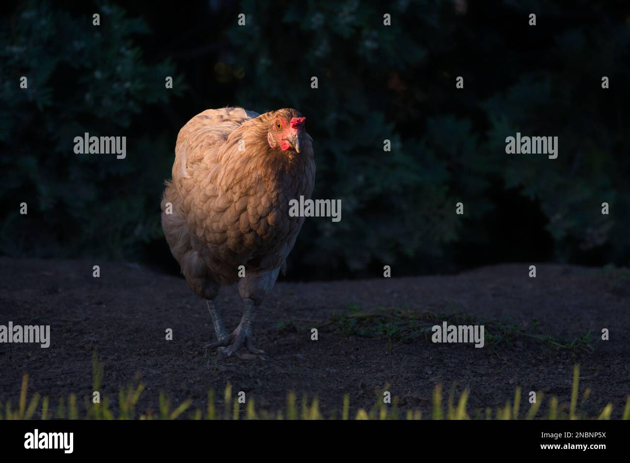 Un pollo libero senza coda, camminando in un luogo dove prendere il sole all'ora d'oro. Natura sfondo. Foto Stock