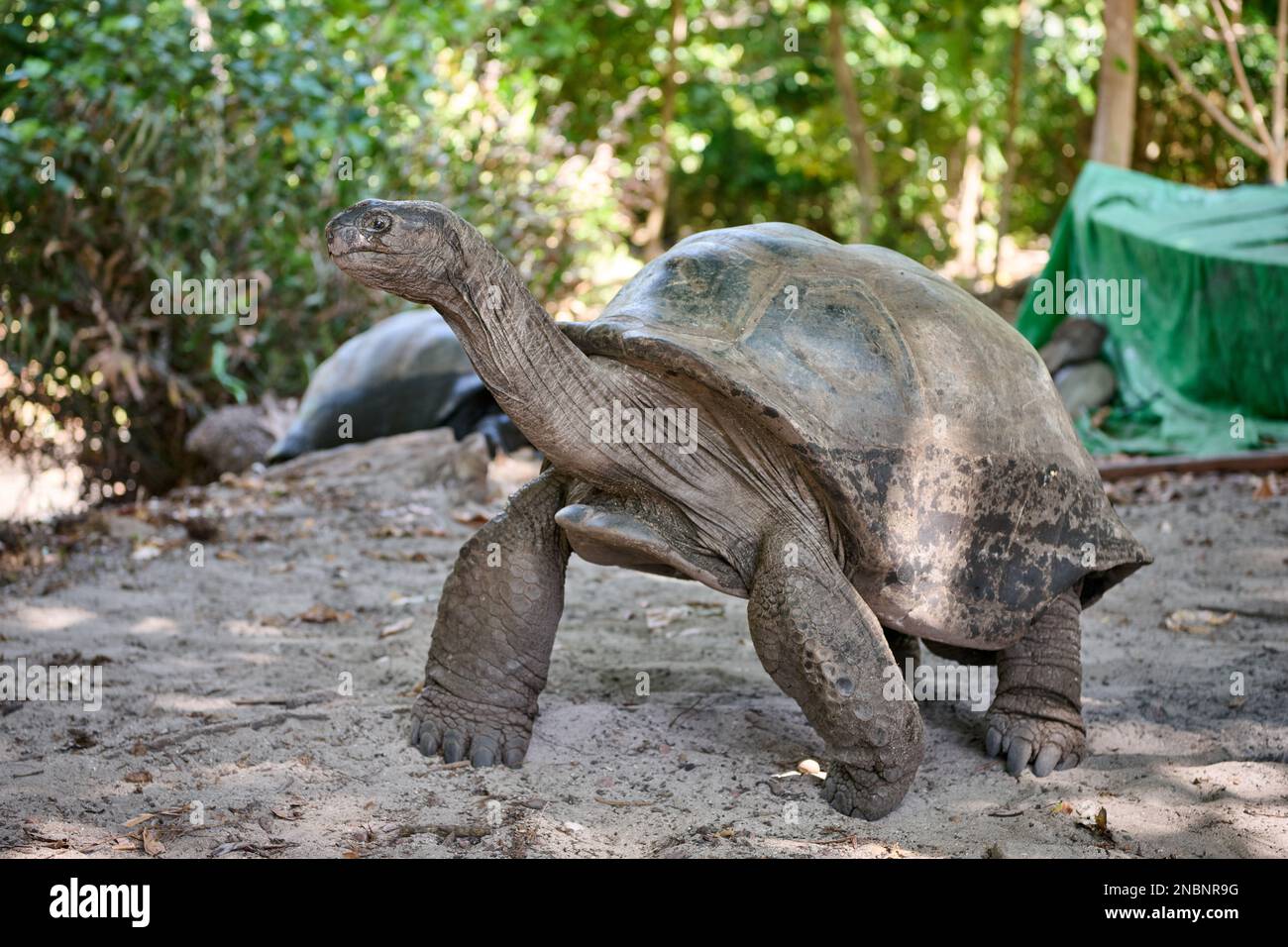 Tartaruga gigante Aldabra (Aldabrachelys gigantea) sull'isola di Curieuse, Isola di Prasiln, Seychelles Foto Stock