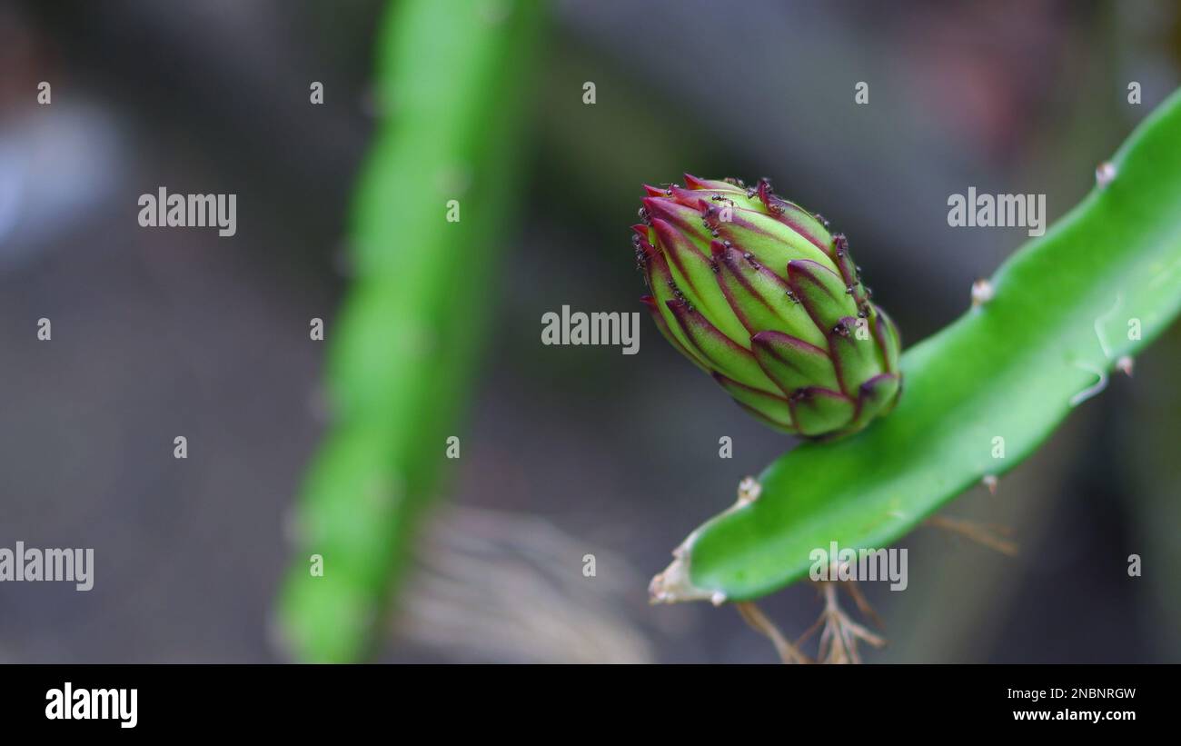 Germogli di fiori dalla pianta di frutto del Drago, nel villaggio di Belo Laut durante il giorno Foto Stock