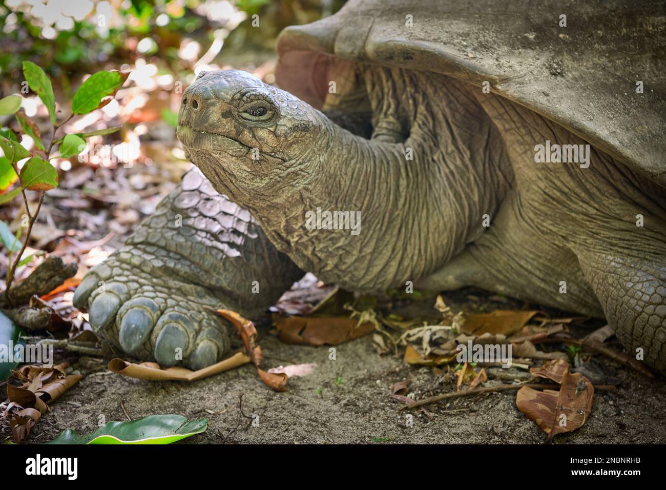 Tartaruga gigante Aldabra (Aldabrachelys gigantea) sull'isola di Curieuse, Isola di Prasiln, Seychelles Foto Stock