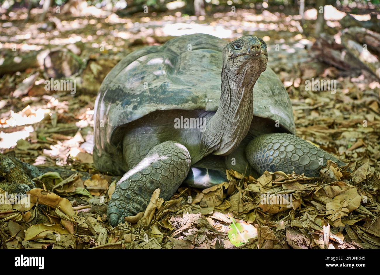 Tartaruga gigante Aldabra (Aldabrachelys gigantea) sull'isola di Curieuse, Isola di Prasiln, Seychelles Foto Stock