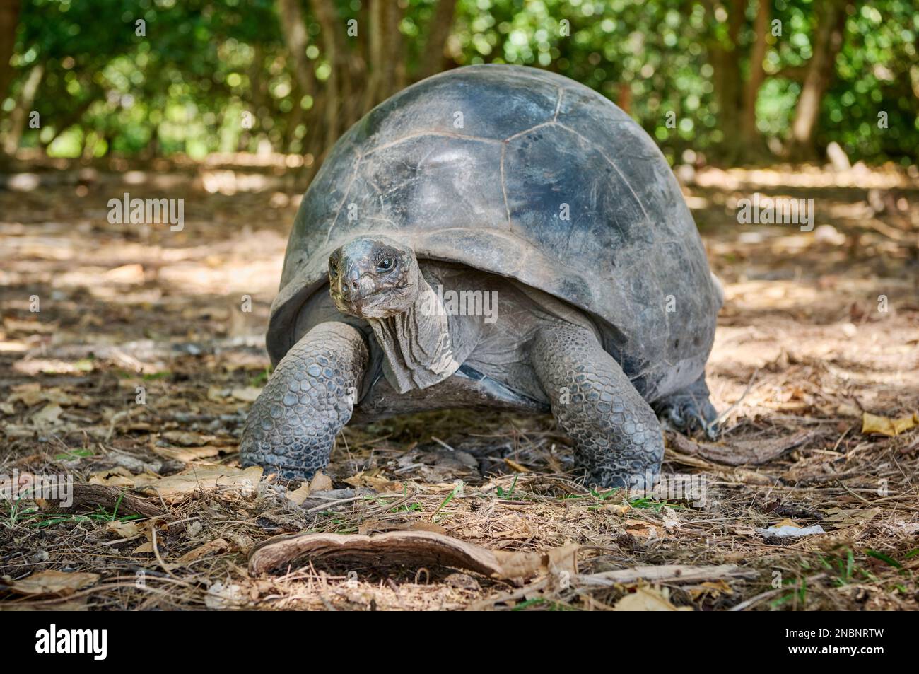 Tartaruga gigante Aldabra (Aldabrachelys gigantea) sull'isola di Curieuse, Isola di Prasiln, Seychelles Foto Stock