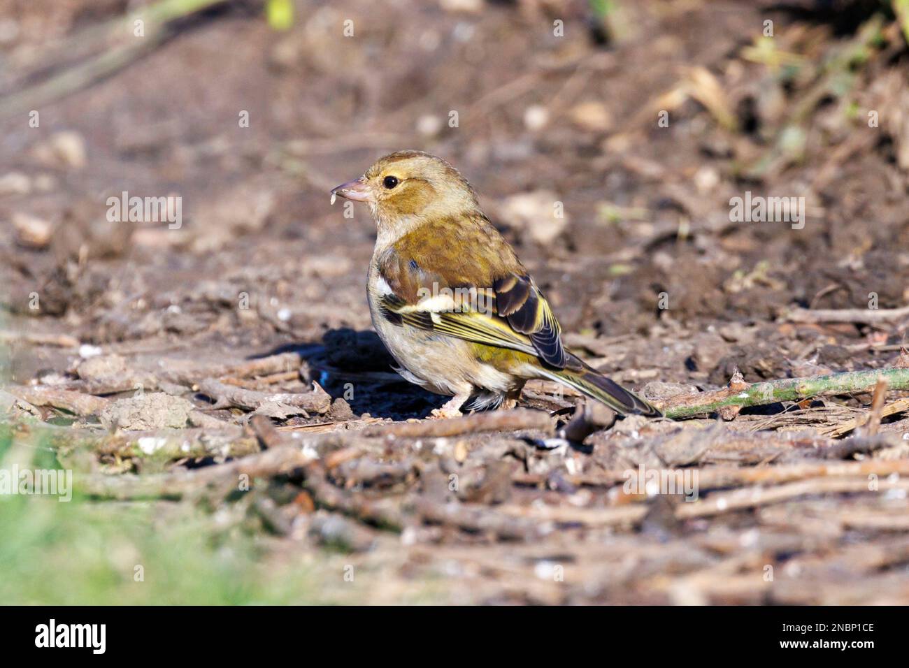 Chaffinch femmina (Fringilla coelebs) a terra. Sussex, Regno Unito Foto Stock