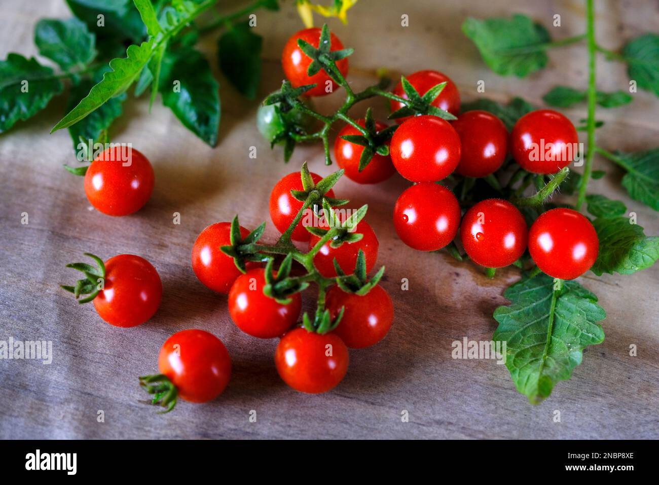 Pomodori ciliegini al rametto, pomodori piccoli, mazzo di pomodori rossi freschi, fuoco selettivo. Foto Stock