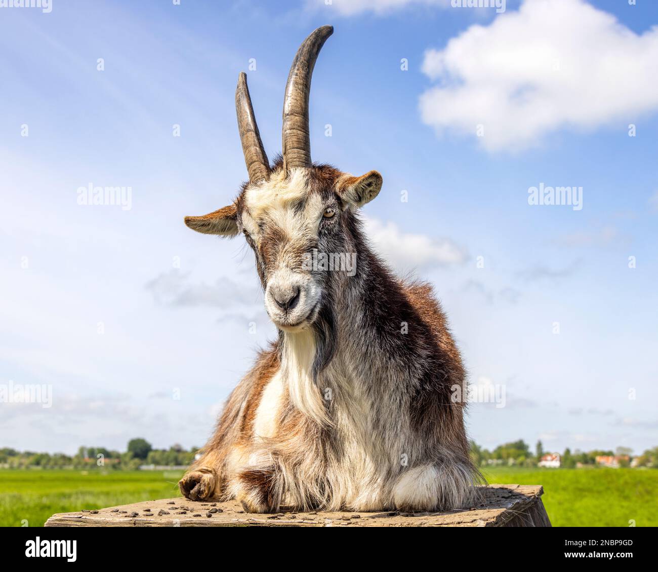 Una capra sdraiata su una penna, corna grandi, cielo azzurro giorno soleggiato, capra, capelli lunghi, bovini di vecchia razza olandese Foto Stock