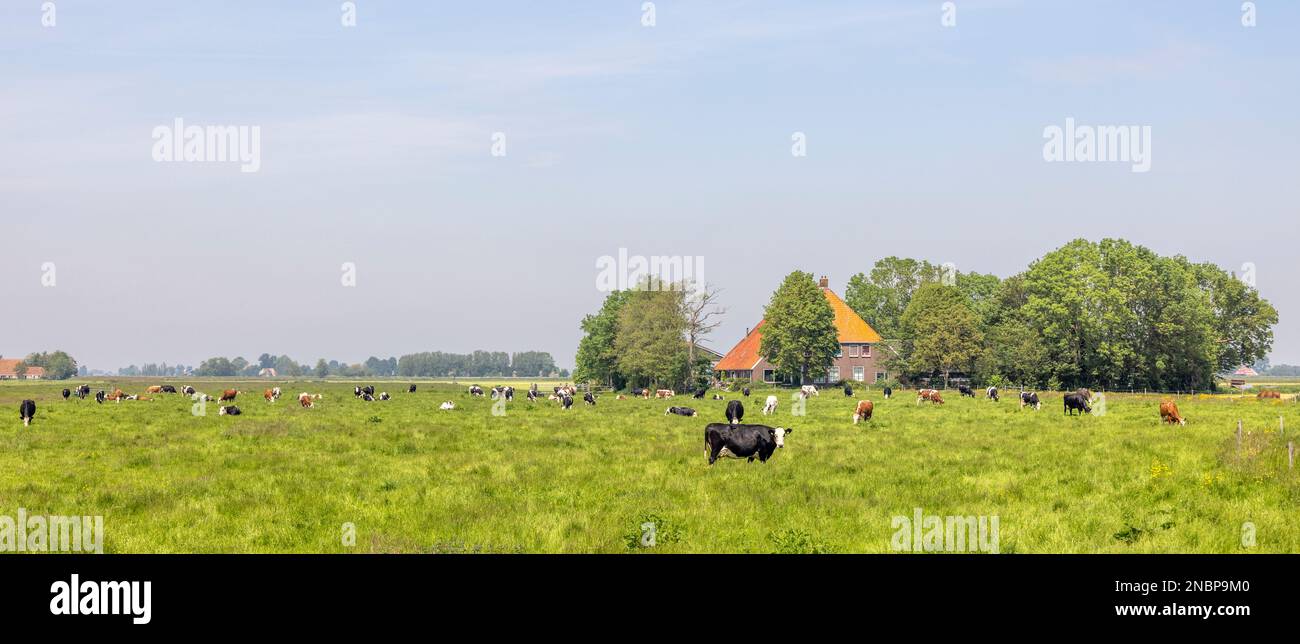 Mucche da allevamento e fattoria, paesaggio con bestiame da pascolo nei paesi bassi. Campagna olandese con prato e cielo blu Foto Stock