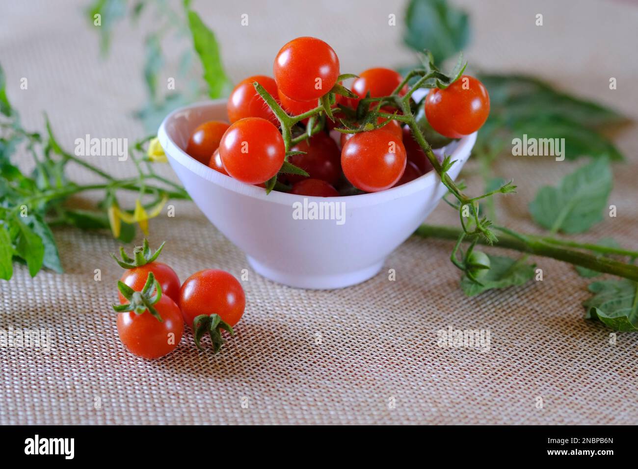 Pomodori ciliegini al rametto, pomodori piccoli, mazzo di pomodori rossi freschi, fuoco selettivo. Foto Stock