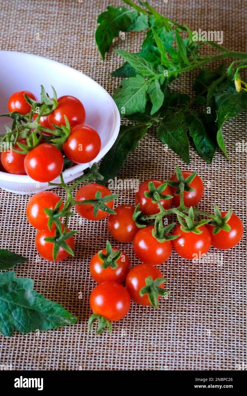 Pomodori ciliegini al rametto, pomodori piccoli, mazzo di pomodori rossi freschi, fuoco selettivo. Foto Stock