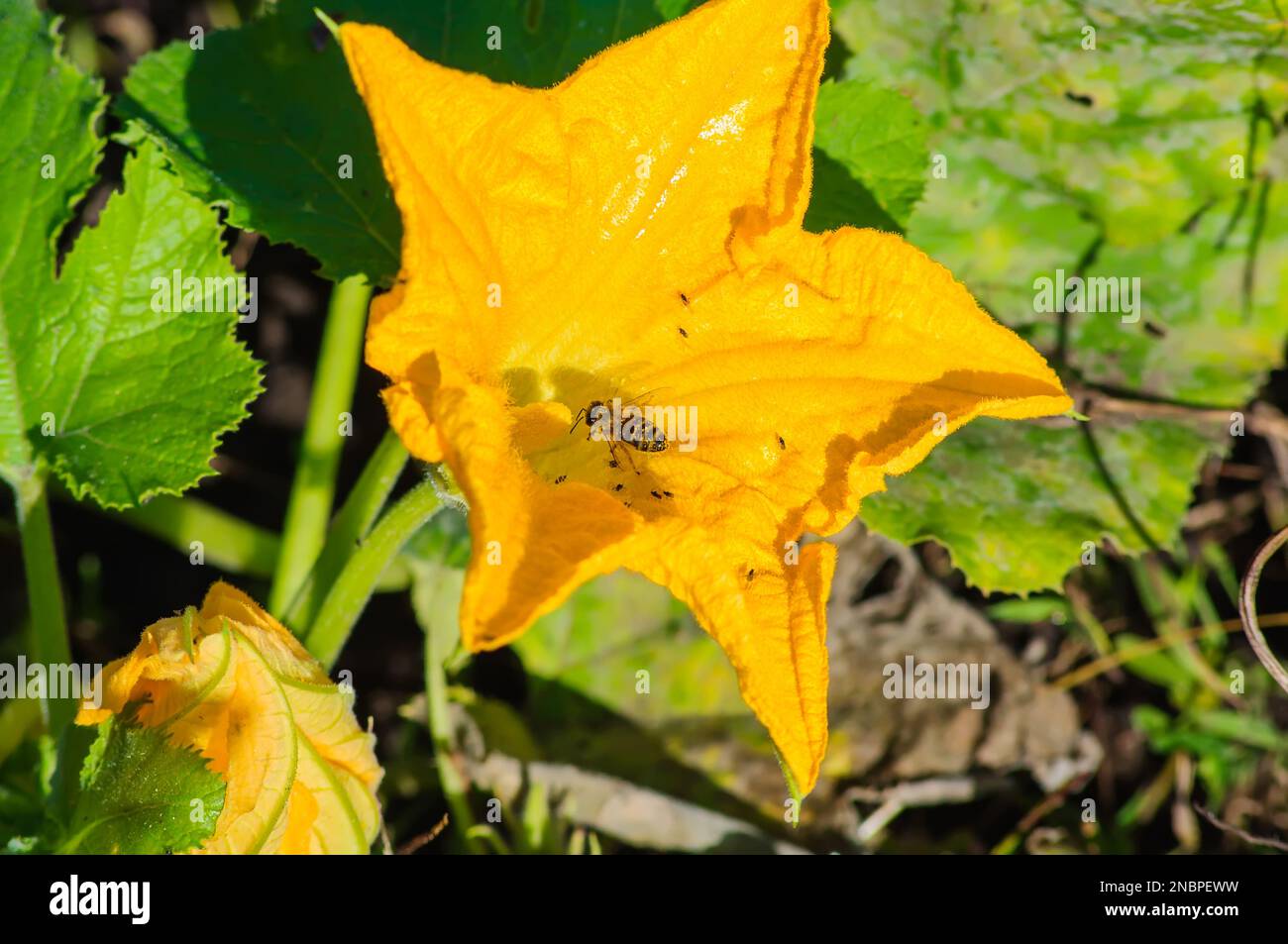 Primo piano con fiore di zucca giallo brillante. Un'ape è ricoperta di polline su un grande fiore d'arancio. Foto Stock