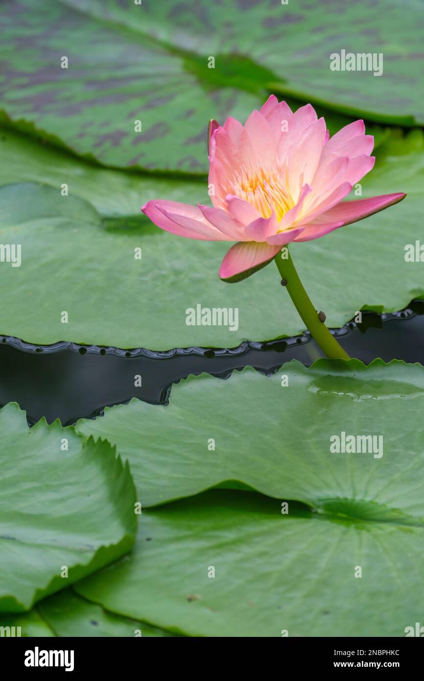 Nymphaea Albert Greenberg, perenne acquatica con fiori doppi, arrossati, rosa-rosa, più pallido alla base Foto Stock