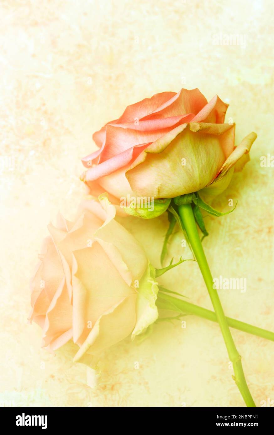 delicate rose dai delicati colori pastello Foto Stock