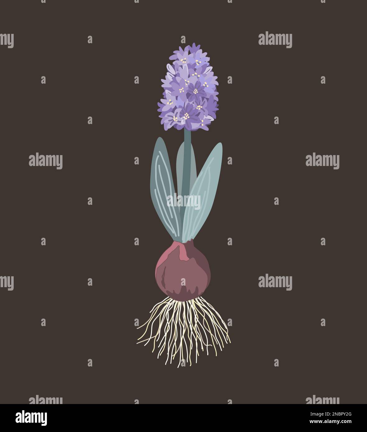 Giacinto viola con cipolla, radici, foglie e fiori isolati su fondo scuro. Illustrazione vettoriale Illustrazione Vettoriale