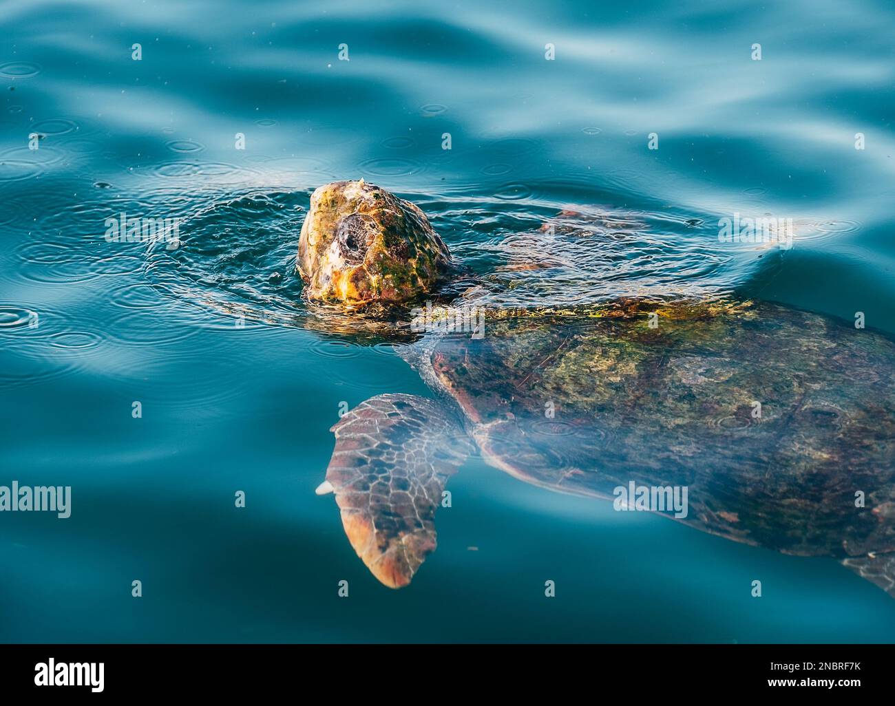 Tartaruga marina testa di loggerhead sott'acqua poi emergendo sopra la superficie d'acqua per catturare l'aria fresca sorso. Bellezza nella natura concetto foto sull'isola di Cefalonia, Grecia Foto Stock