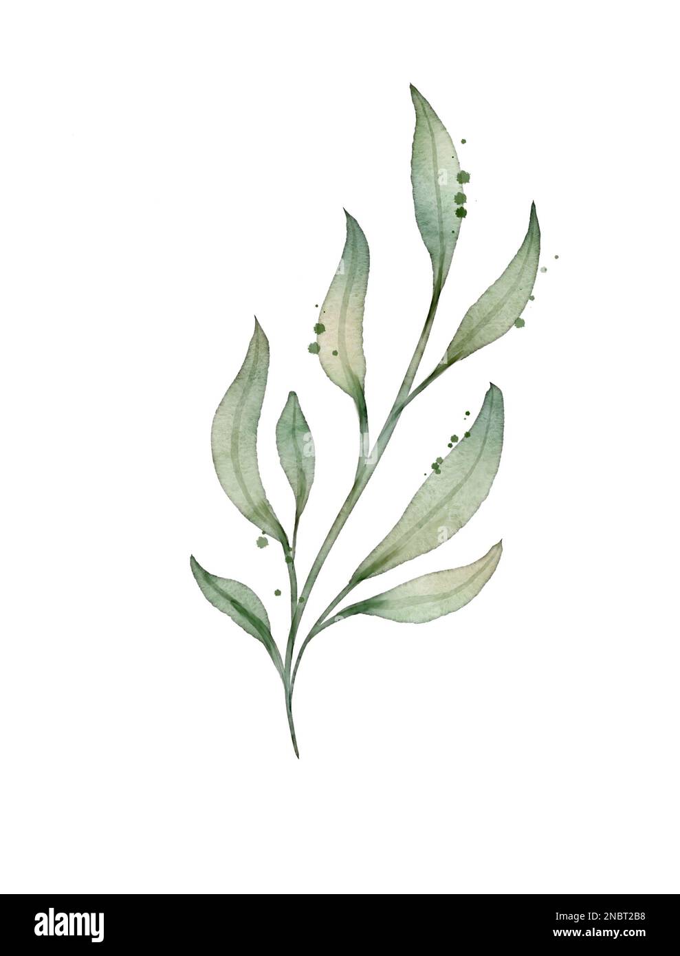 Acquerello elemento designer di foglie verdi primavera, verde arte fogliame foglie naturali erbe in stile acquerello con percorso di ritaglio. Decorativo Foto Stock