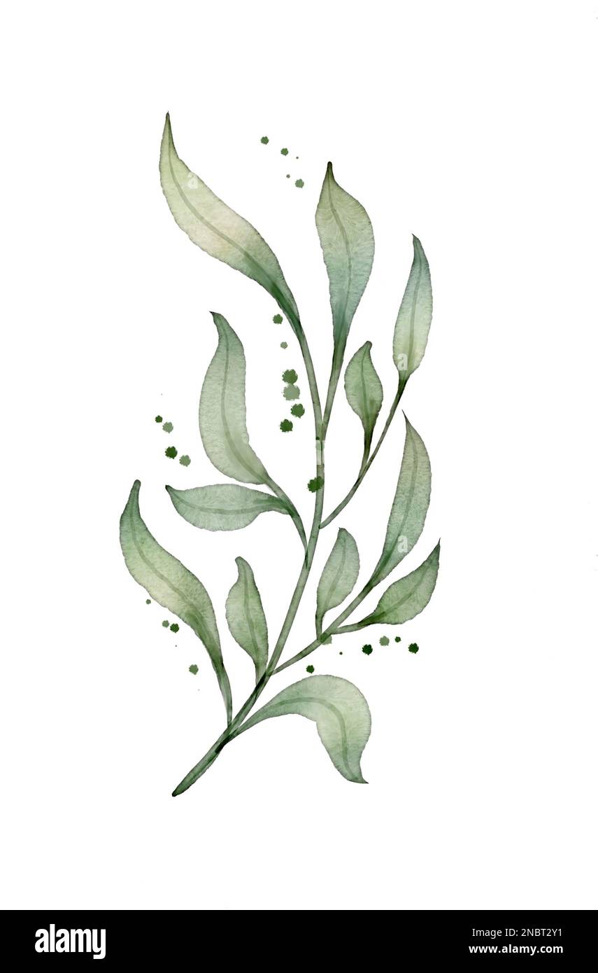 Acquerello elemento designer di foglie verdi primavera, verde arte fogliame foglie naturali erbe in stile acquerello con percorso di ritaglio. Decorativo Foto Stock
