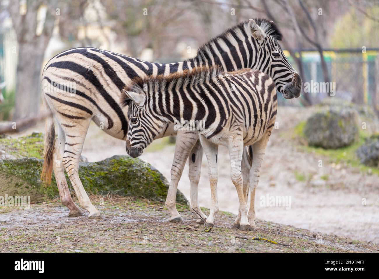 La zebra pianeggiante (Equus quagga, precedentemente Equus burchelli), conosciuta anche come la zebra comune o zebra di Burchell. Zebra femminile con il nemico. Foto Stock