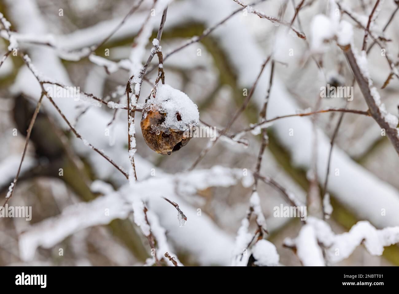 Una vecchia mela marcio su un albero di frutta coperto di ghiaccio e neve in inverno Foto Stock