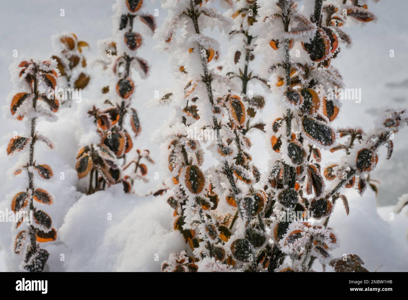 agricoltura, ramo, rami, clima, freddo, paese, coperto, copertura, ambiente, gelo, gelido, congelato, giardino, ghiaccio, ghiaccio, Gennaio, paesaggio, Foto Stock