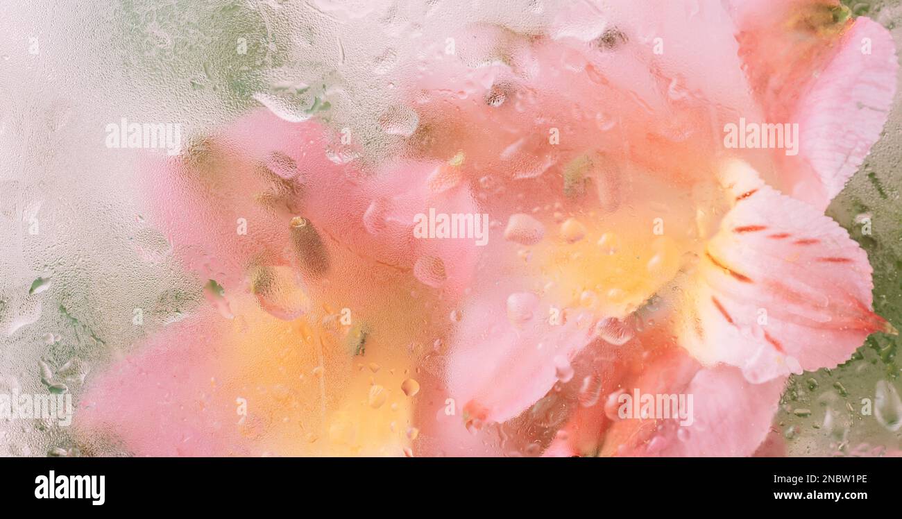 Sfondo di fiori fioriti di fronte al vetro con gocce d'acqua Foto Stock