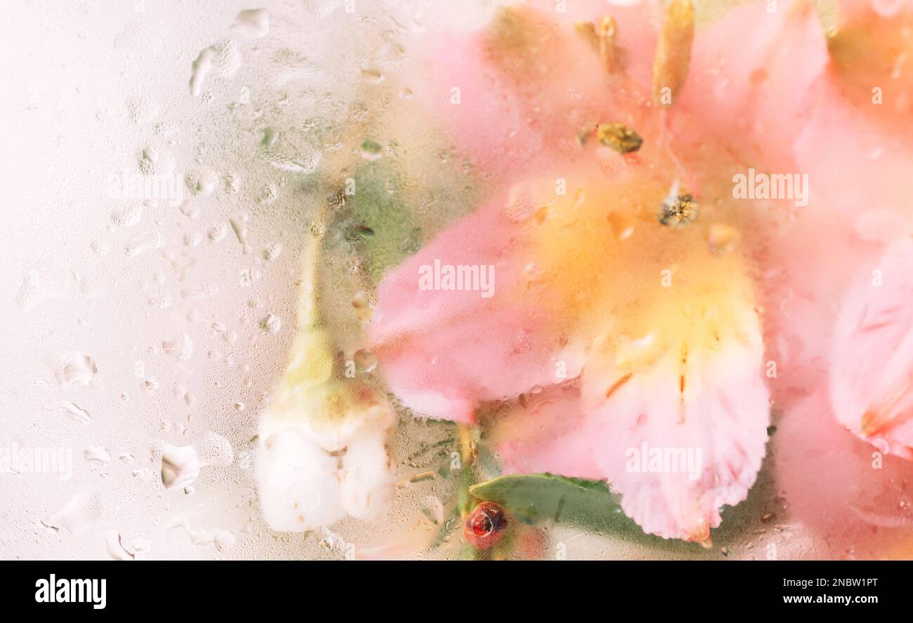 Sfondo di fiori fioriti di fronte al vetro con gocce d'acqua Foto Stock