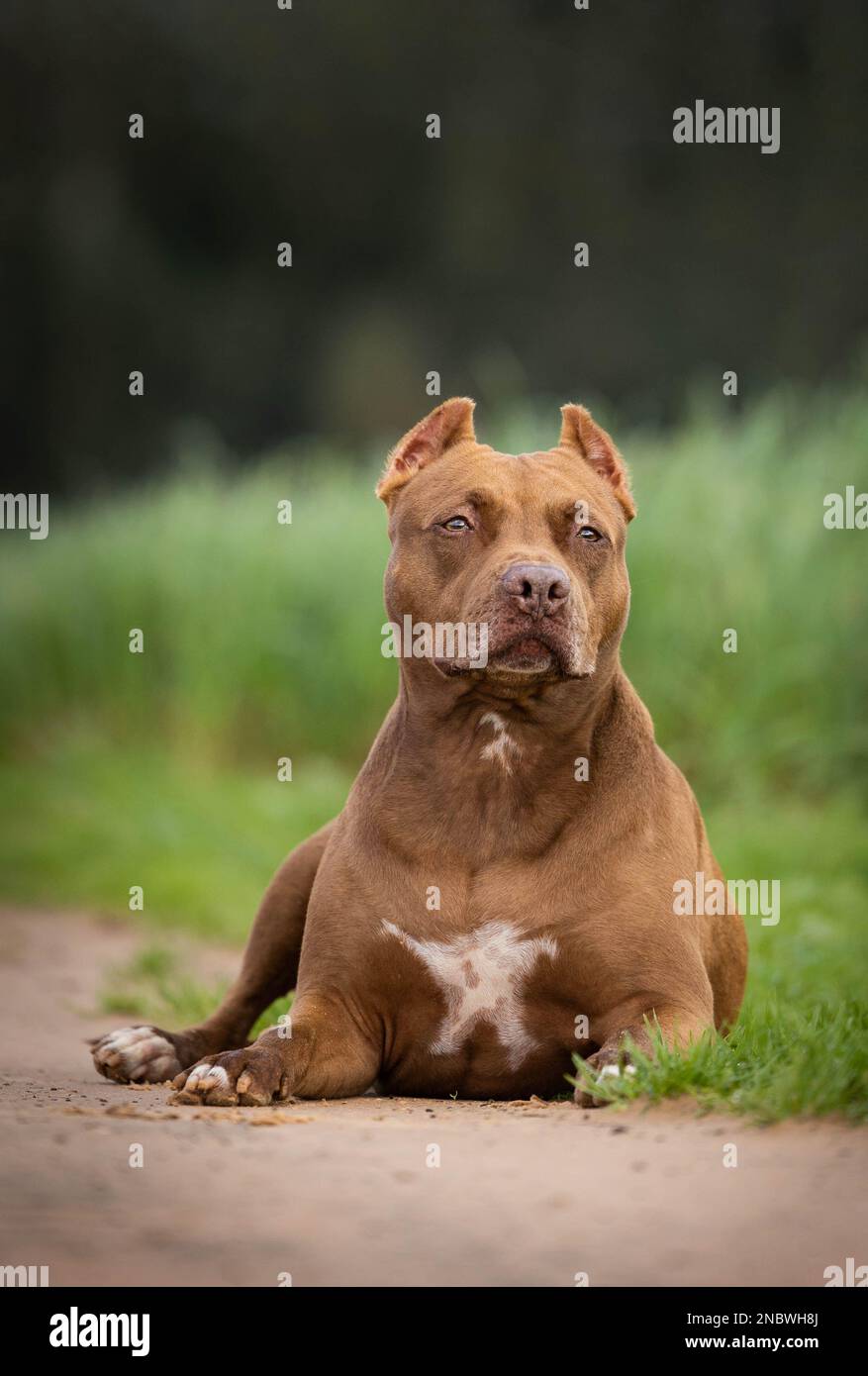 Un cane tipo pit toro su una passeggiata nella natura Foto Stock