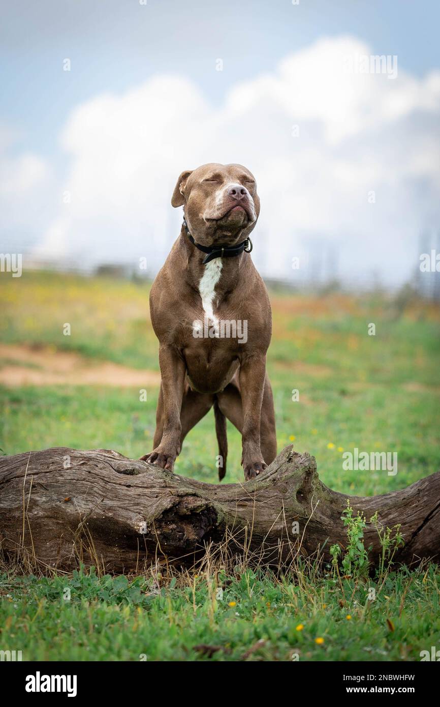 Un cane tipo pit toro su una passeggiata nella natura Foto Stock