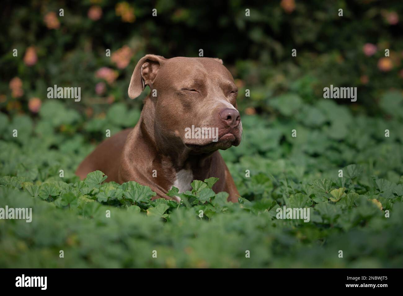 Un cane tipo pit toro su una passeggiata nella natura Foto Stock