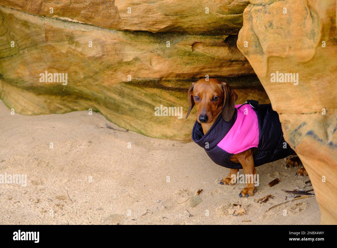 Un dachshund marrone dai capelli corti ha sbirciato fuori da una caverna della roccia dell'arenaria Foto Stock