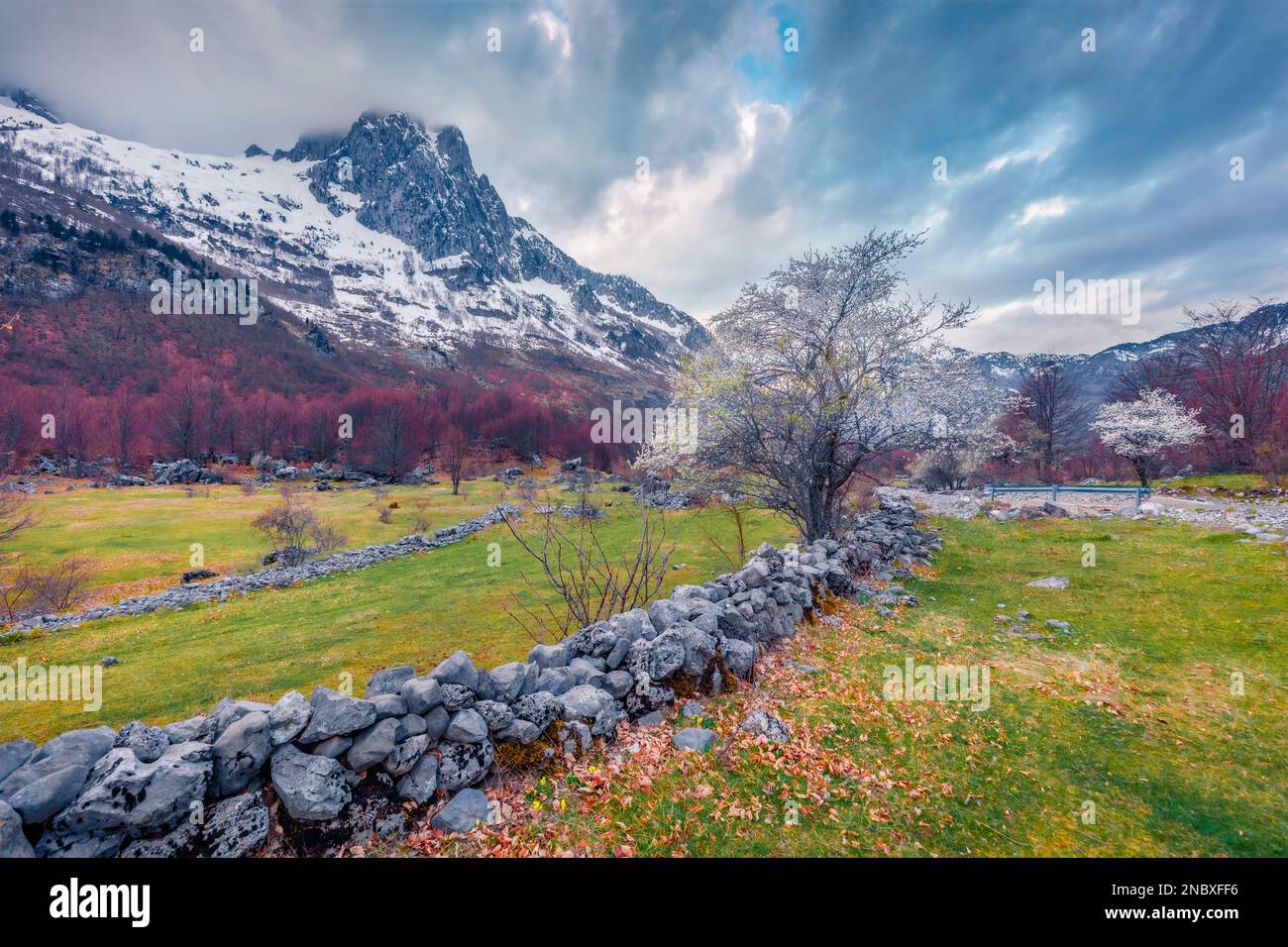 Pomeriggio cupo nel Parco Nazionale di Theth con cime innevate sullo sfondo. Albero di ciliegio fiorito all'inizio della primavera in Albania, Europa. Bellezza della natura conc Foto Stock