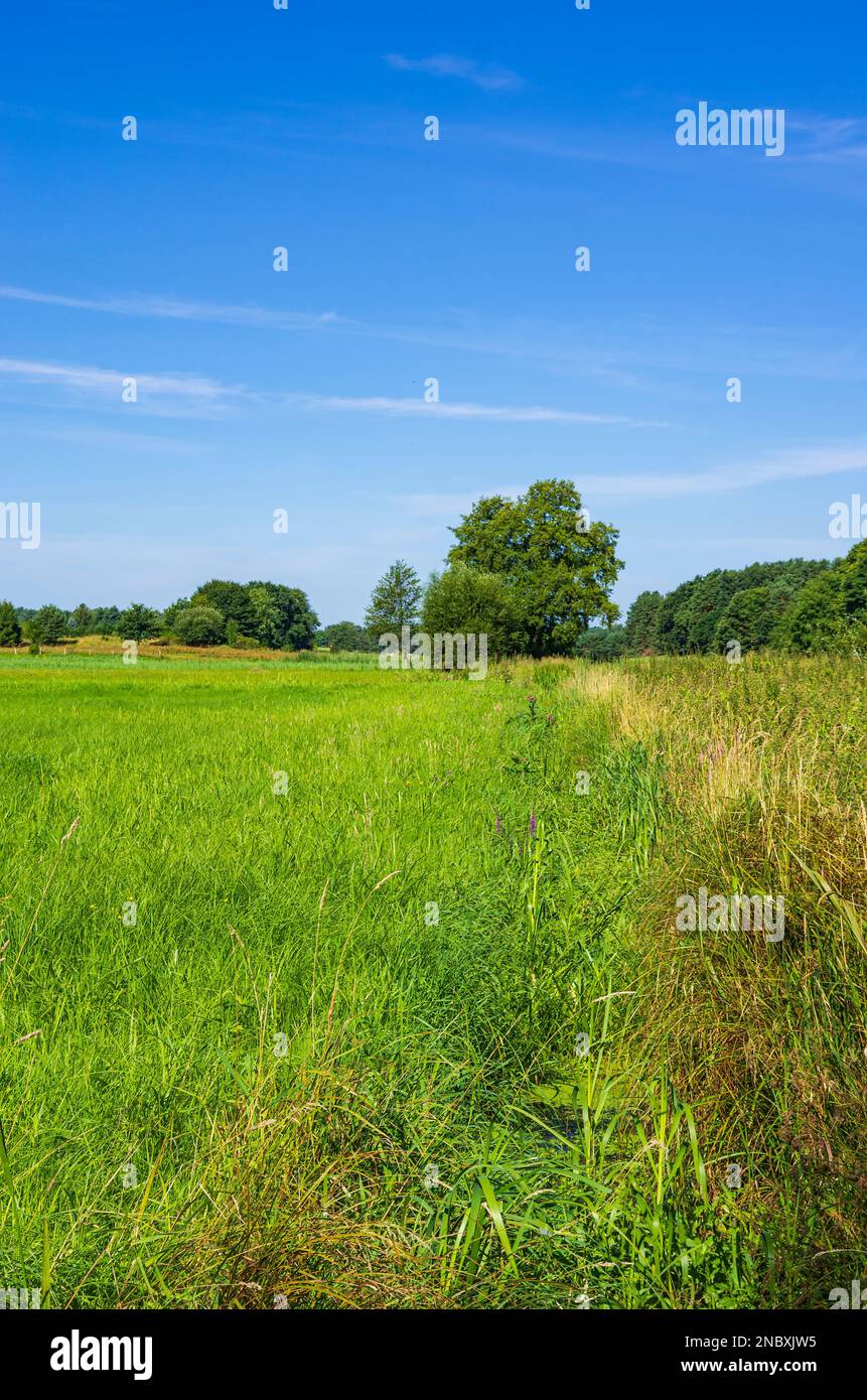 Tipico prato paludoso di Mark Brandenburg nella regione del Barnim, Joachimsthal, Brandeburgo, Germania. Foto Stock